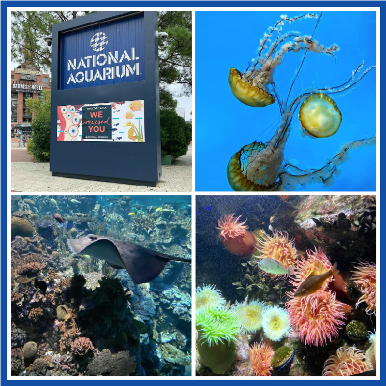 Pennsylvania & Beyond Travel Blog Family Fun at the National Aquarium