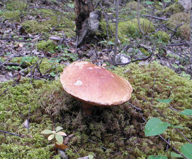Progressive Alaska Local Mushroom Season Peaks